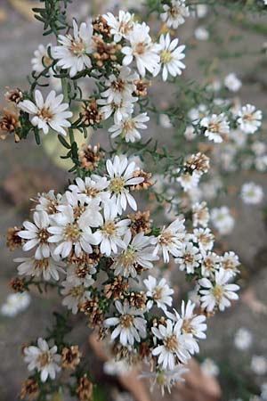 Symphyotrichum ericoides \ Myrten-Herbst-Aster / White Heath Aster, D Weinheim an der Bergstraße 20.10.2017