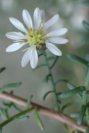 Symphyotrichum ericoides \ Myrten-Herbst-Aster / White Heath Aster, D Weinheim an der Bergstraße 20.10.2017