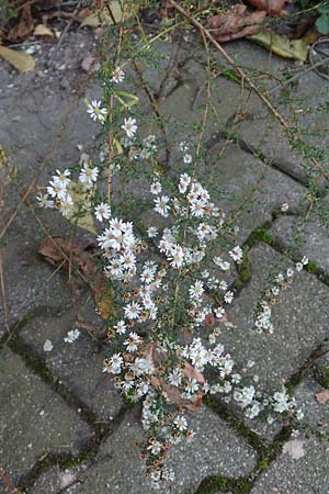 Symphyotrichum ericoides \ Myrten-Herbst-Aster, D Weinheim an der Bergstraße 20.10.2017