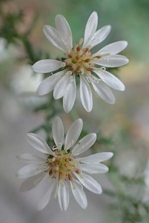 Symphyotrichum ericoides \ Myrten-Herbst-Aster / White Heath Aster, D Weinheim an der Bergstraße 20.10.2017