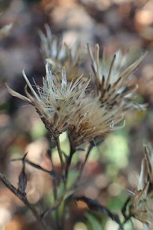 Serratula tinctoria / Saw Wort, D Östringen 27.10.2017