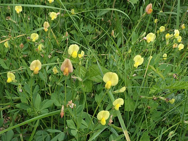 Lotus maritimus \ Gelbe Spargelerbse / Dragon's-Teeth, D Offenburg 22.5.2020