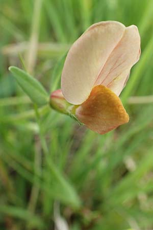 Lotus maritimus \ Gelbe Spargelerbse, D Offenburg 22.5.2020