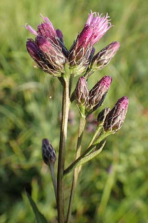 Serratula tinctoria \ Frber-Scharte / Saw Wort, D Neuleiningen 18.7.2020