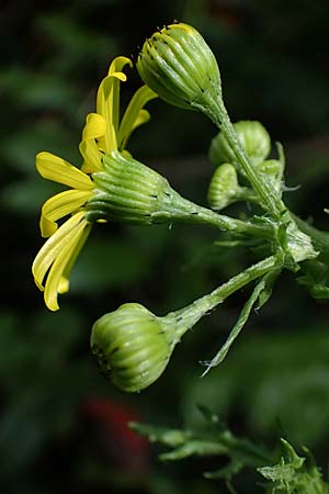 Senecio vernalis \ Frhlings-Greiskraut, D Sandhausen 14.5.2021