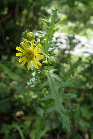 Senecio vernalis \ Frhlings-Greiskraut / Eastern Groundsel, D Sandhausen 14.5.2021