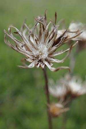 Serratula tinctoria \ Frber-Scharte / Saw Wort, D Neuleiningen 28.5.2021