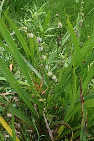 Sparganium erectum s.l. \ stiger Igelkolben / Branched Bur-Reed, D Kaiserslautern 7.7.2021