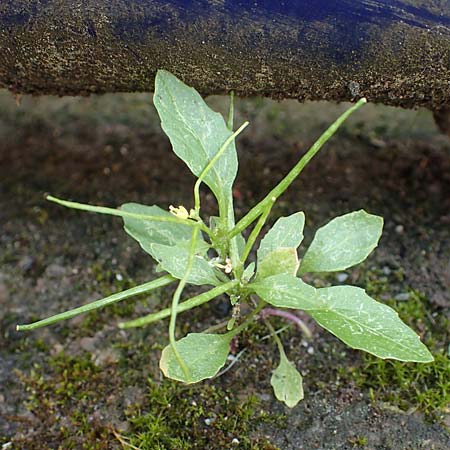 Sisymbrium erysimoides / Smooth Mustard, D Ludwigshafen 1.5.2022