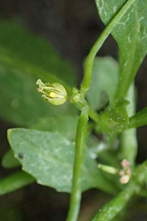 Sisymbrium erysimoides / Smooth Mustard, D Ludwigshafen 1.5.2022