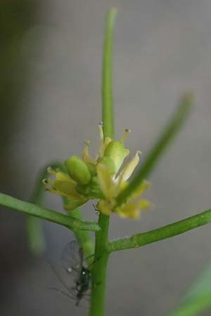 Sisymbrium erysimoides / Smooth Mustard, D Ludwigshafen 1.5.2022