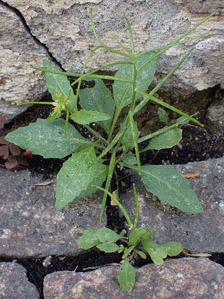 Sisymbrium erysimoides / Smooth Mustard, D Ludwigshafen 1.5.2022