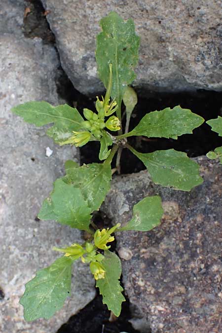 Sisymbrium erysimoides / Smooth Mustard, D Ludwigshafen 1.5.2022