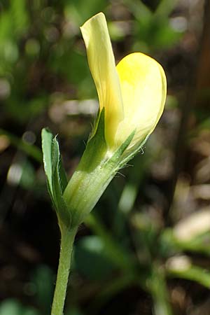 Lotus maritimus \ Gelbe Spargelerbse / Dragon's-Teeth, D Thüringen, Bad Frankenhausen 10.6.2022