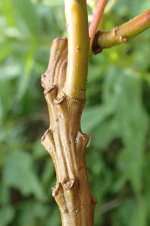 Salix udensis \ Japanische Drachen-Weide, Amur-Weide, D Kleinwallstadt am Main 25.6.2016