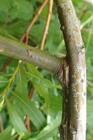 Salix udensis \ Japanische Drachen-Weide, Amur-Weide / Japanese Fantail Willow, D Kleinwallstadt am Main 25.6.2016