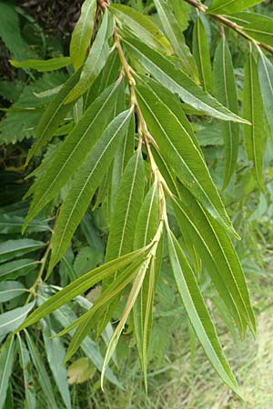 Salix udensis \ Japanische Drachen-Weide, Amur-Weide, D Kleinwallstadt am Main 25.6.2016