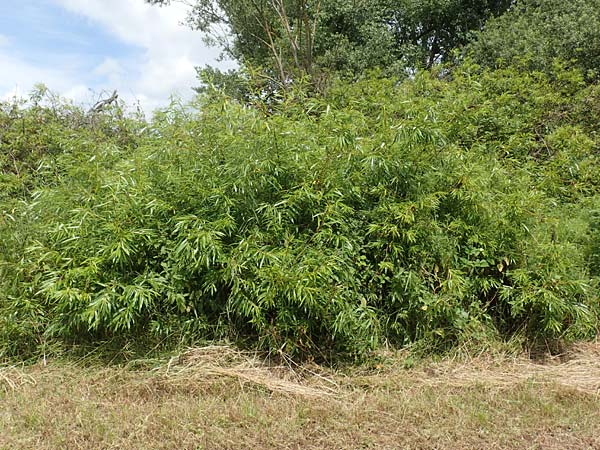Salix udensis \ Japanische Drachen-Weide, Amur-Weide / Japanese Fantail Willow, D Kleinwallstadt am Main 25.6.2016