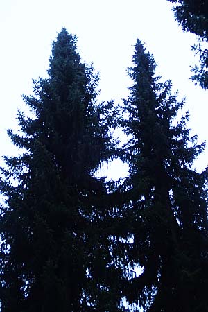 Picea omorika \ Serbische Fichte, Omorika-Fichte, D Weinheim an der Bergstraße 26.12.2016