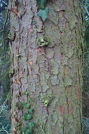 Picea omorika \ Serbische Fichte, Omorika-Fichte / Serbian Spruce, D Weinheim an der Bergstraße 26.12.2016