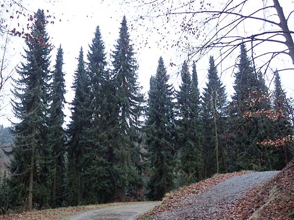 Picea omorika \ Serbische Fichte, Omorika-Fichte / Serbian Spruce, D Weinheim an der Bergstraße 26.12.2016
