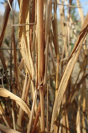 Setaria faberi \ Fabers Borstenhirse / Japanese Bristle Grass, Giant Foxtail, D Mannheim 16.9.2018