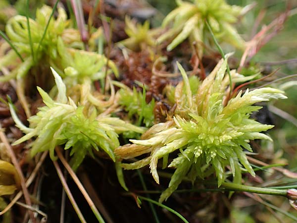 Sphagnum fallax \ Trgerisches Torfmoos, Gekrmmtblttriges Torfmoos / Flat-Topped Sphagnum, D Heiliges Meer (Kreis Steinfurt) 10.9.2020