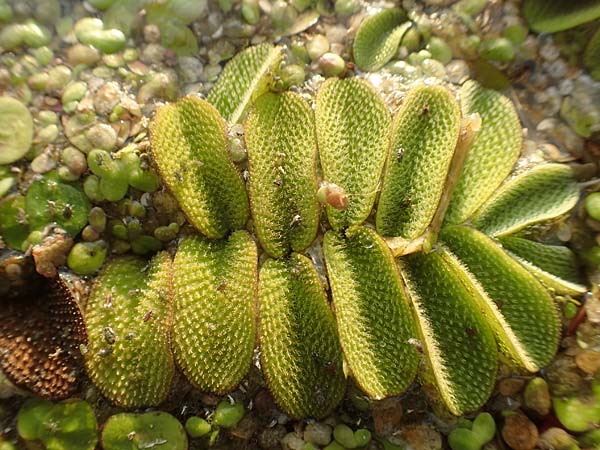 Salvinia natans \ Gemeiner Schwimmfarn, D Brandenburg, Havelaue-Gülpe 16.9.2020