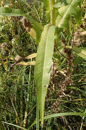 Sonchus palustris \ Sumpf-Gnsedistel / Marsh Sow-Thistle, D Brandenburg, Havelaue-Parey 23.9.2020