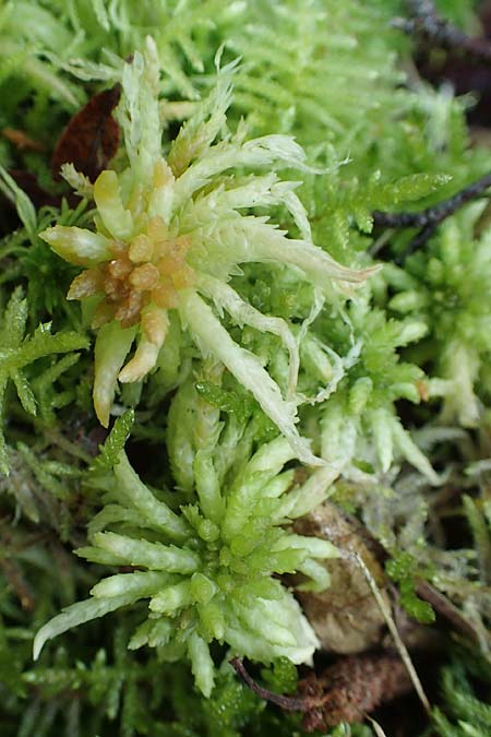 Sphagnum fimbriatum ? \ Gefranstes Torfmoos / Fringed Bog Moss, D Elmpt 6.9.2021