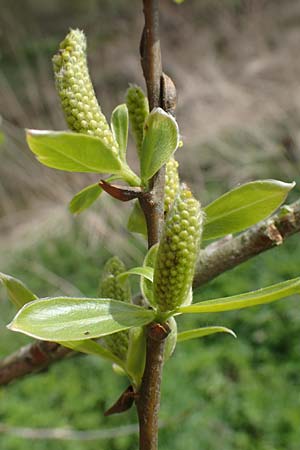 Salix fragilis \ Bruch-Weide / Crack Willow, D Hainstadt 8.4.2023