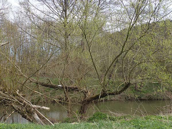 Salix fragilis \ Bruch-Weide, D Hainstadt 8.4.2023