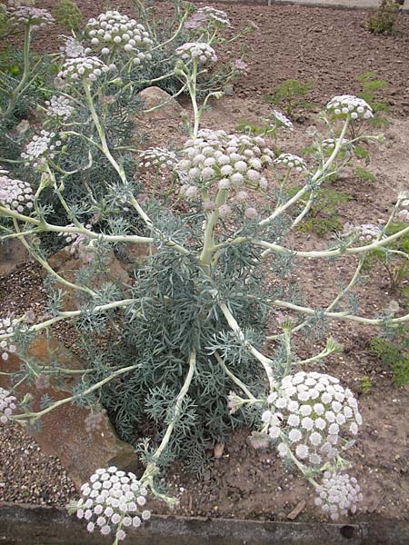 Seseli gummiferum \ Grauer Bergfenchel / Moon Carot, D Botan. Gar.  Universit.  Mainz 11.7.2009