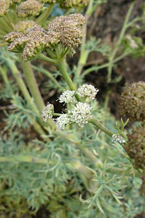 Seseli gummiferum \ Grauer Bergfenchel / Moon Carot, D Botan. Gar.  Universit.  Mainz 13.9.2008