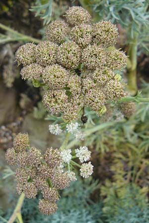 Seseli gummiferum \ Grauer Bergfenchel / Moon Carot, D Botan. Gar.  Universit.  Mainz 13.9.2008