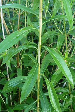 Solidago gigantea \ Spte Goldrute, D Allensbach 11.7.2015