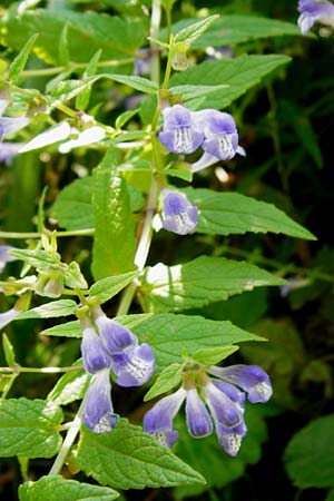 Scutellaria galericulata \ Sumpf-Helmkraut, Kappen-Helmkraut, D Runkel an der Lahn 1.8.2015