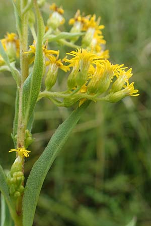 Solidago gigantea \ Spte Goldrute, D Mindelsee 6.9.2016