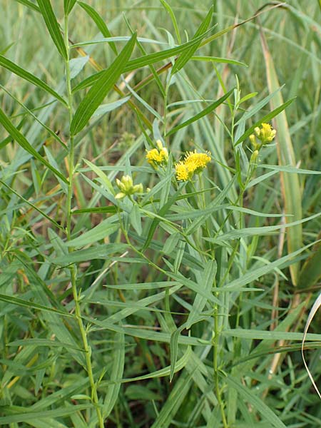 Solidago graminifolia \ Grasblttrige Goldrute / Grass-Leaved Goldenrod, D Mindelsee 6.9.2016