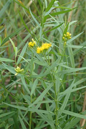 Solidago graminifolia / Grass-Leaved Goldenrod, D Mindelsee 6.9.2016