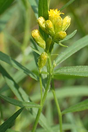 Solidago graminifolia / Grass-Leaved Goldenrod, D Mindelsee 6.9.2016