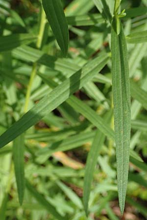 Solidago graminifolia / Grass-Leaved Goldenrod, D Mindelsee 6.9.2016