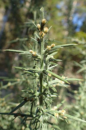 Ulex europaeus \ Europischer Stechginster, D Odenwald, Erbach 16.10.2018