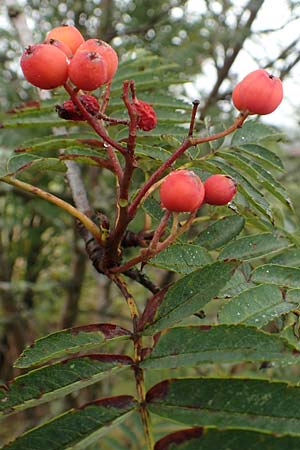 Sorbus aucuparia subsp. glabrata \ Kahle Vogelbeere, Kahle Eberesche / Bald Rowan, D Bad Hersfeld 29.7.2019