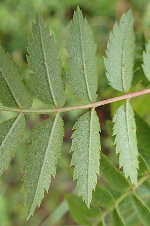 Sorbus aucuparia subsp. glabrata \ Kahle Vogelbeere, Kahle Eberesche, D Bad Hersfeld 29.7.2019