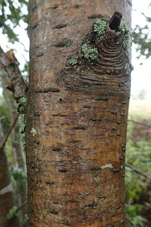 Sorbus aucuparia subsp. glabrata \ Kahle Vogelbeere, Kahle Eberesche, D Bad Hersfeld 29.7.2019