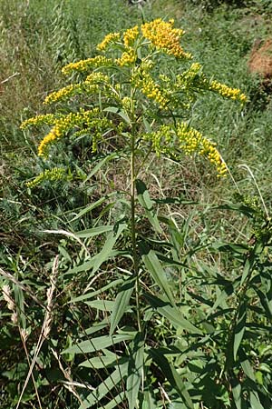 Solidago gigantea \ Spte Goldrute / Giant Goldenrod, D Ketsch 23.7.2020