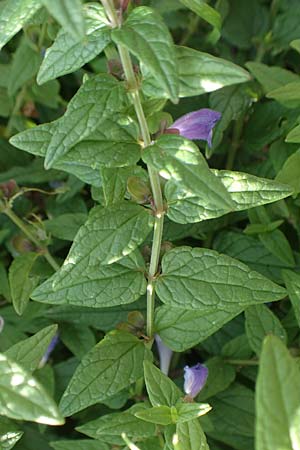 Scutellaria galericulata \ Sumpf-Helmkraut, Kappen-Helmkraut / Skullcap, D Brandenburg, Havelaue-Gülpe 17.9.2020