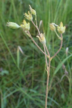 Saxifraga granulata \ Knllchen-Steinbrech / Meadow Saxifrage, D Erlenbach am Main 28.5.2022
