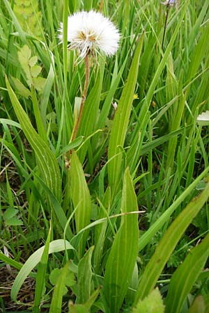 Scorzonera humilis \ Kleine Schwarzwurzel / Viper's Grass, D Grettstadt 1.6.2015